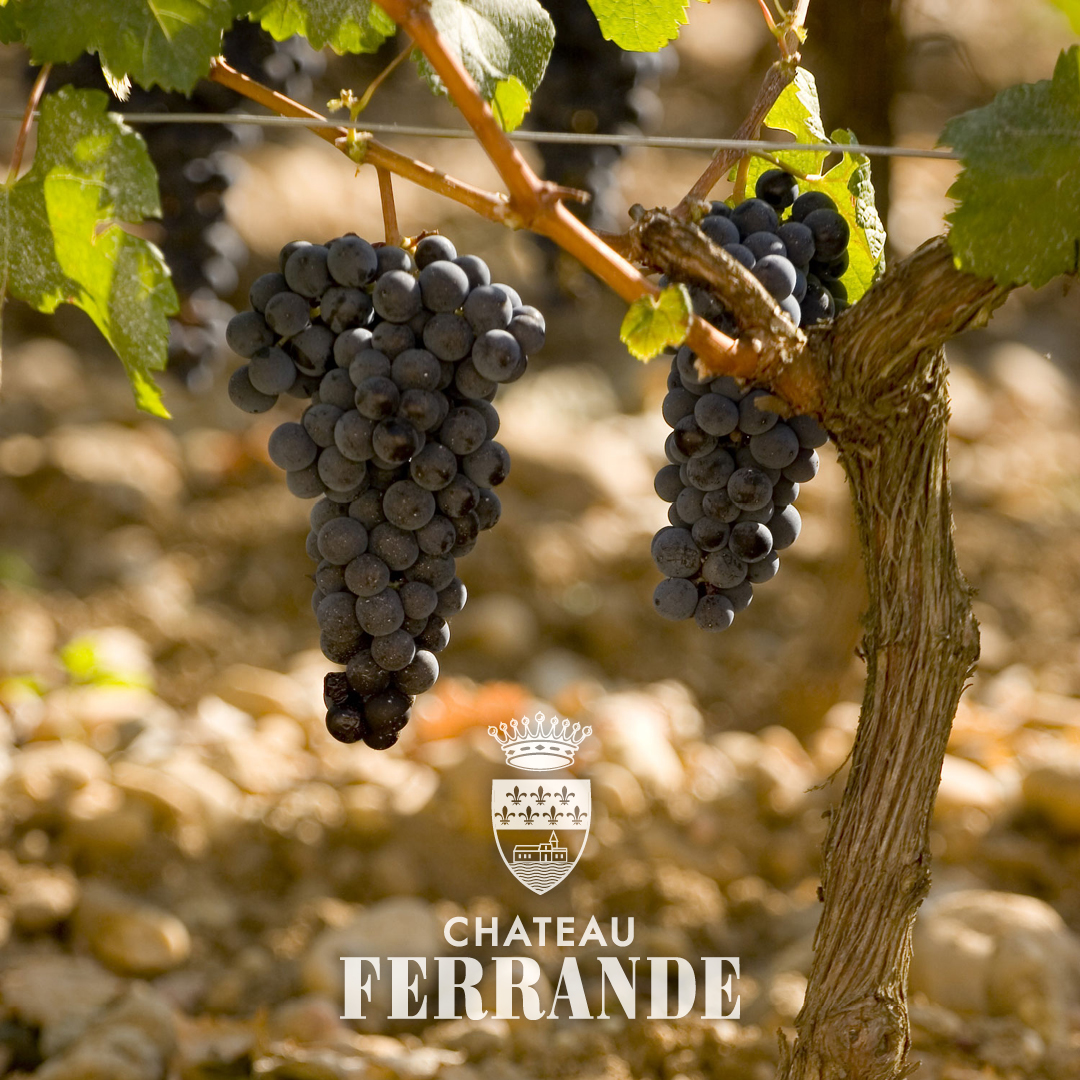 chateau ferrande logo vignes
